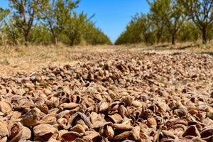 Farm Focus: Harvesting Almonds Frog Hollow Style