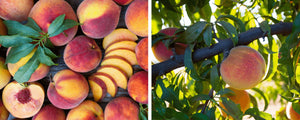 Ark of Taste Heirloom Suncrest Peaches: A Variety Worth Saving