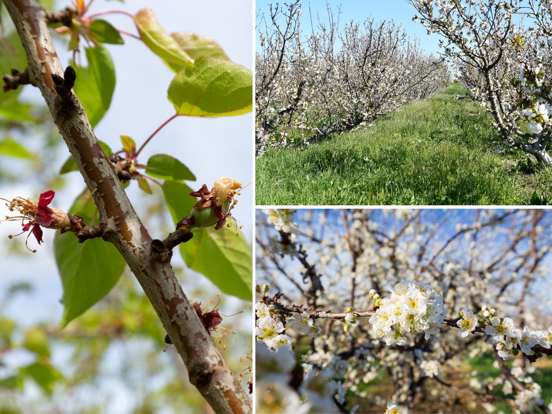 Spring 2024 Bloom Update Frog Hollow Farm Future Health Post