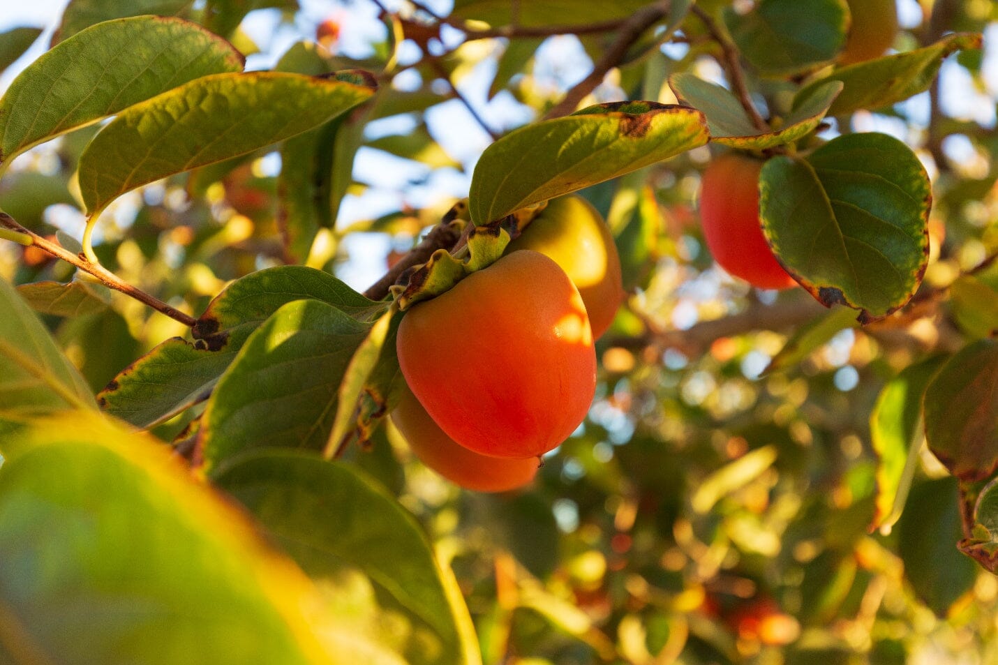 How to Tell If a Hachiya Persimmon is Ripe and Ready to Eat – Frog