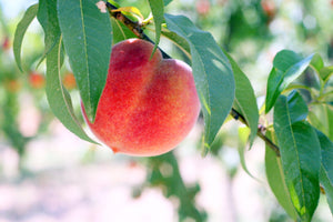 The History of Peaches | Frog Hollow Farm | Where Did Peaches Come From