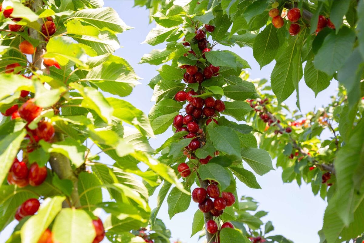 Late harvest of early varieties begins Frog Hollow Farm