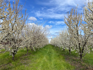 A Frog Hollow Farm pluot orchard in blossom, with healthy, no-till soil in between tree rows.