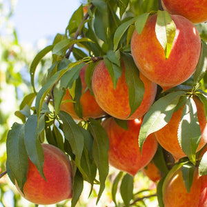 Peachy Picks (Petite), Organic Fruit Club