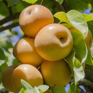 Hosui Asian Pears | Organic Fruit Delivery