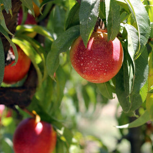 2013 Need My Nectarines | Organic Fruit Delivery