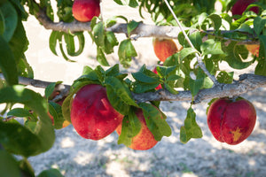 The Sugar and Science of a Sublime Nectarine