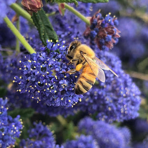 What's The Buzz Around Bees at California's Frog Hollow Farm?