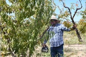 A person with a chainsaw holding a dead tree branch that was cut off from an apricot tree. 