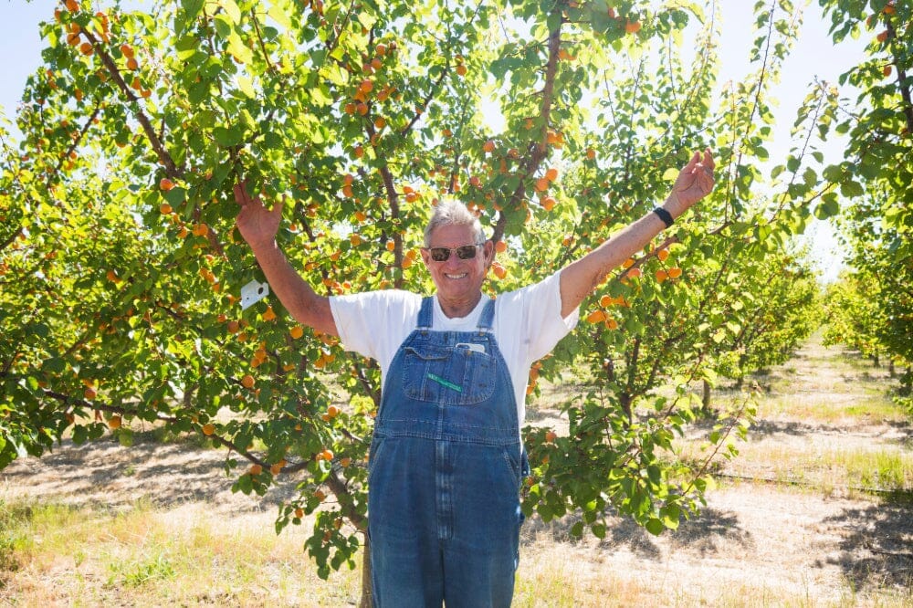 The Golden Arc: Over Ten Apricot Varieties from First Harvest to Final ...