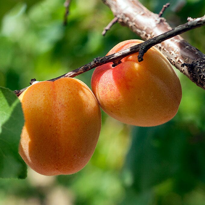 Pretty Spring Fruit A Guide to Spring Fruits Season - Frog Hollow Farm