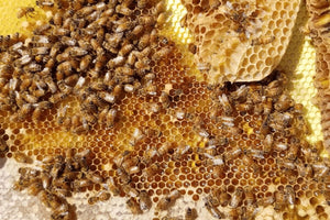 A close up image of a yellow honey comb, covered in dozens of honey bees.