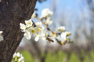 Get A Head-Start on Your Organic Fruit Club Shopping | Spring In to March