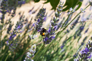 a bee on purple flowers