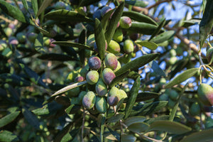2022 Olive Crop is a Branch-Breaker