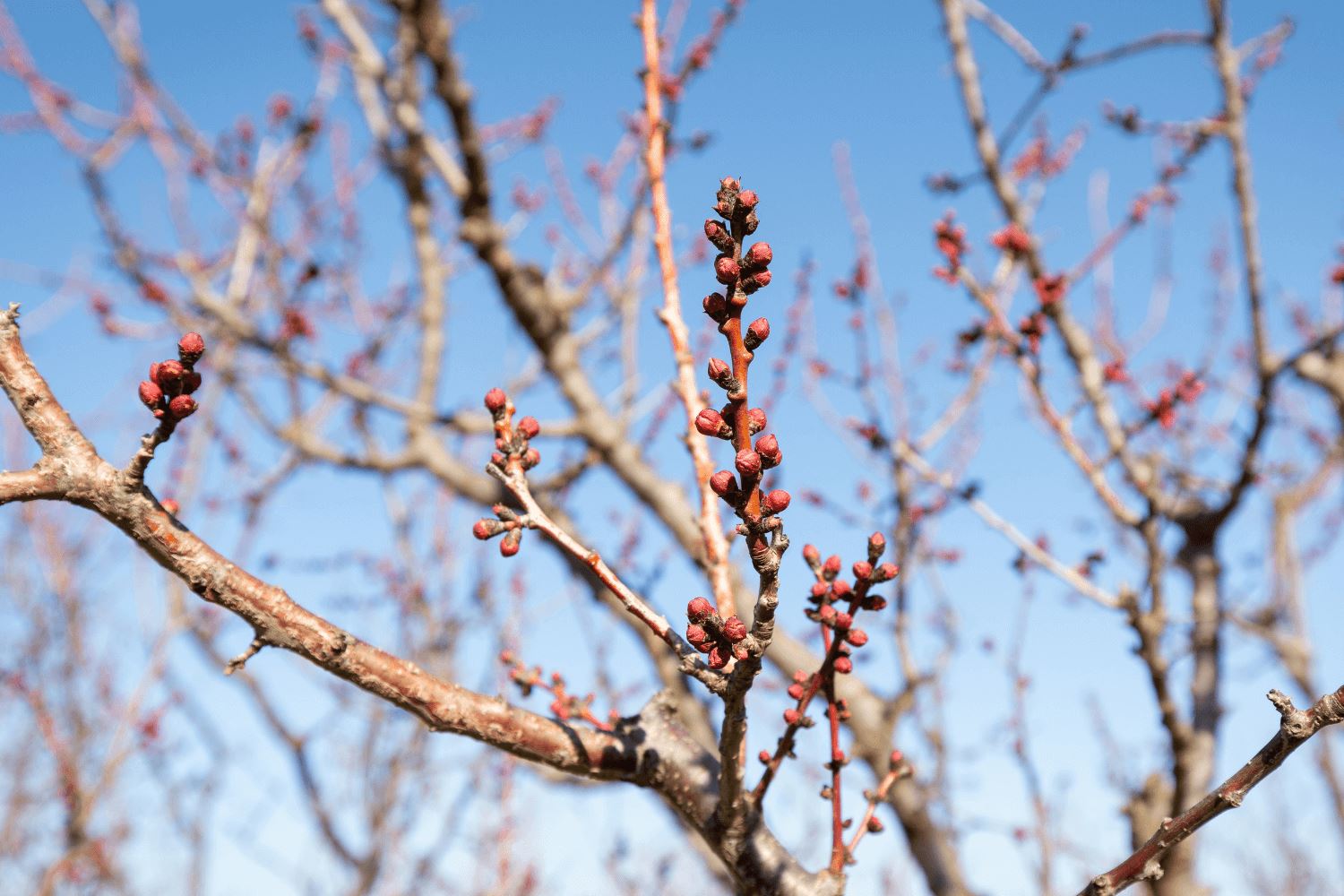 Apricot trees shake their slumber a little early – Frog Hollow Farm