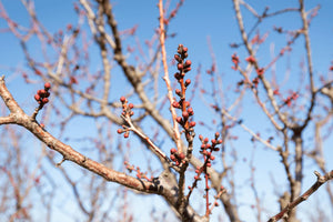 Apricot trees shake their slumber a little early