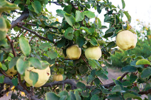 Quince Makes Fall Meals Magical