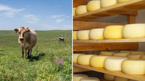 Bellwether Farms’ Carmody cheese born from serendipity and hard work