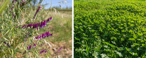 Cover Crops - Greens with a Greater Purpose