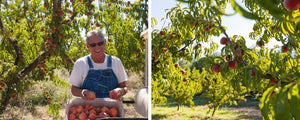 August is National Peach Month - Join the Story!