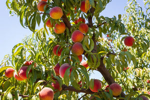 An image of a branch of a peach tree with vibrant green leaves and a couple dozen peaches with yellow-orange hues.