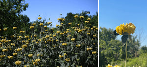 Two images side by side: On the left is an images of a bunch of yellow flowers with dark green leaves against a blue sky. On the right is a close up image of a Carpenter Bee on one of the yellow flowers.