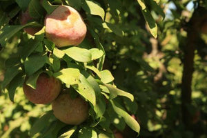 Now Picking: The Dapple Dandy pluot