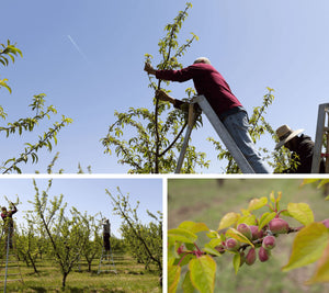 Tree team thins the ‘cots, one tree at a time