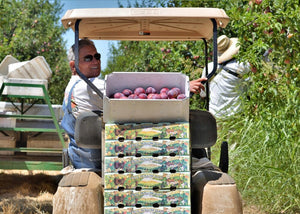 A landscape image of Farmer Al in a golf cart in the orchard, looking back at the camera with a stack of Story Boxes in front of him.