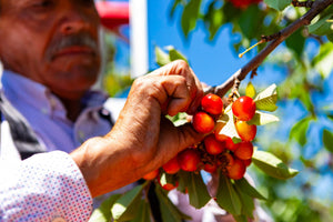 A close up image of a farm worker picking vibrant reddish-yellow cherries off a tree, with a bright blue sky in the background.