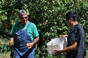 Cookin' The Market's Chef Mario Makes Little Gem Lettuce Salad with Organic Apricots