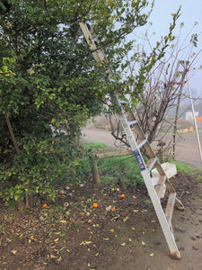Winter at Frog Hollow Farm: Why We Prune, When We Prune