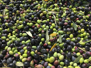 Highlights from Frog Hollow Farm's 2017 Olive Harvest: Tree to Tote