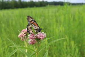 Flying to the Rescue of Our Monarch Neighbors