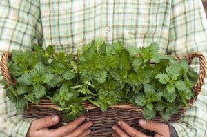 The Story of Frog Hollow's Stinging Nettle Pesto