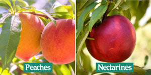 What’s the Difference Between a Peach and a Nectarine?