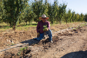 Monarchs Find a Home at Frog Hollow Farm