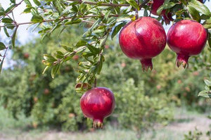 How Do You Know When A Pomegranate Is Ripe?
