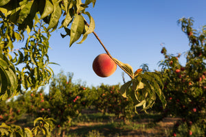 When Are Peaches In Season?