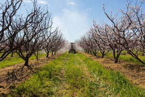 Cheers! Compost tea packs a punch against fungal disease