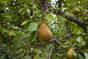 An image of a pale green warren pear hanging on a tree, with dark green leaves in the background.