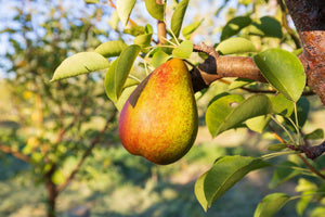 When Are Pears In Season?
