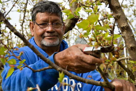 Pruning: The Art of Renewal