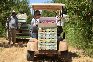 Frog Hollow's Flavor King Pluot Is A 'Taste Test Winner'