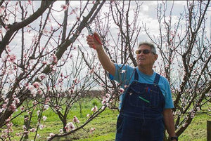 Farmer Al's Weekly Pick: Apricot & Cherry Pre-orders