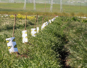 Frog Hollow Farm's Almond Orchard Is In!