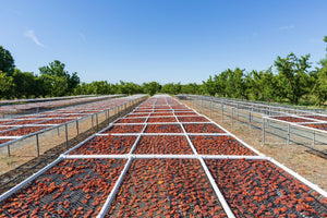 Dried Fruit Made with the Power of Sunshine