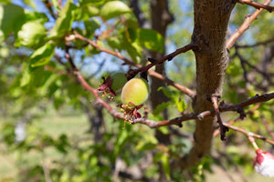 The A-May-zing Fruit Ahead