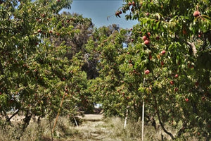 Frog Hollow Farm's Notes from the Orchard